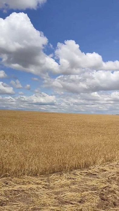 Продам землю 4.5 га в Межлиманьерядом с Одессой