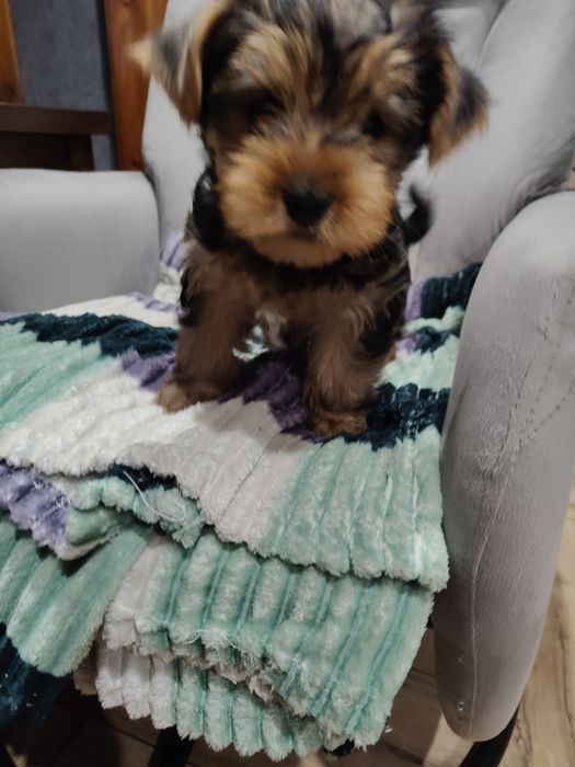 Yorkshire terrier