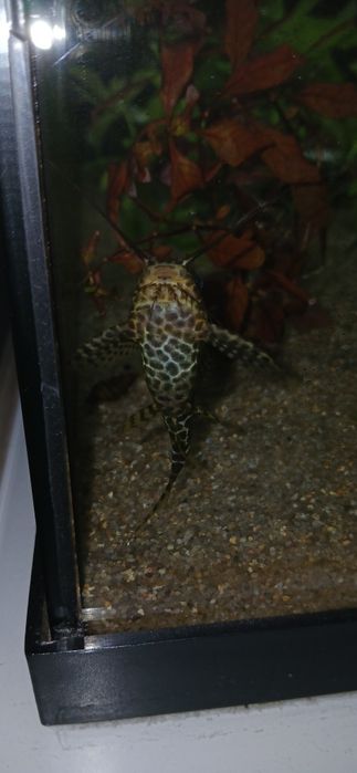 Peixe de agua quente