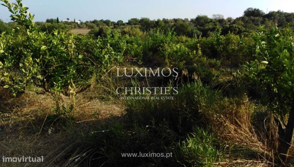 Quinta com pomar e ruína, Luz de Tavira, Algarve