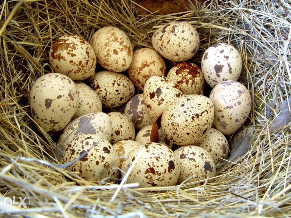 Перепелиные яйца