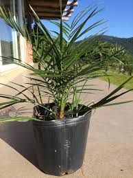 Arvores de varias especies