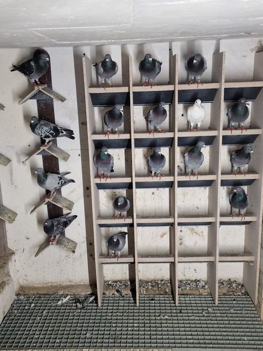 Golebie lotowe, na loty