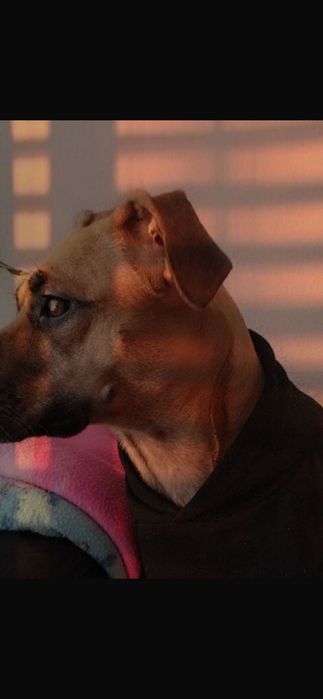 Cadelinha - Adocão Responsável