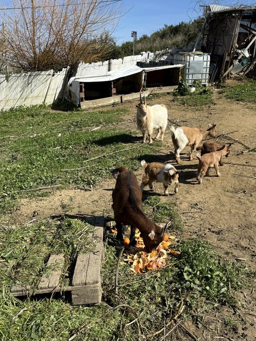 Cabras anãs novas