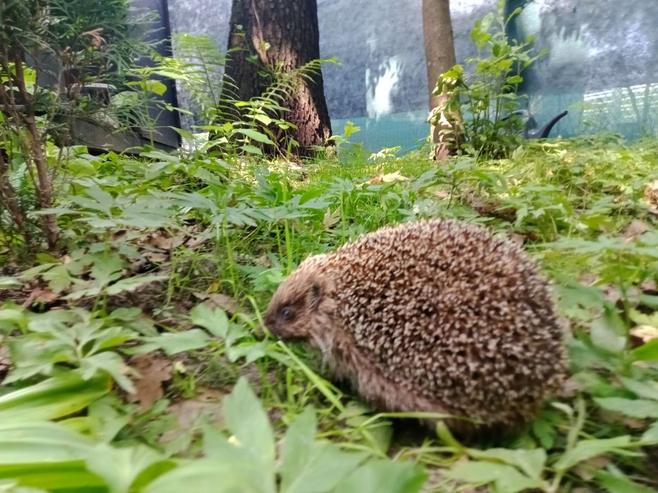 Відпочинок на природі у сучасному міні-будиночку.  Для двох