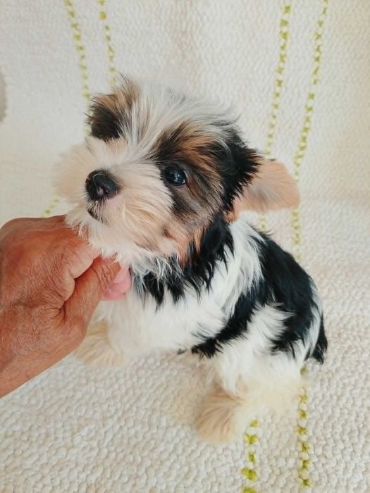 Biewer Terrier com Pedigree Fêmea