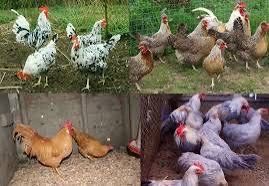 Инкубационный яйцо