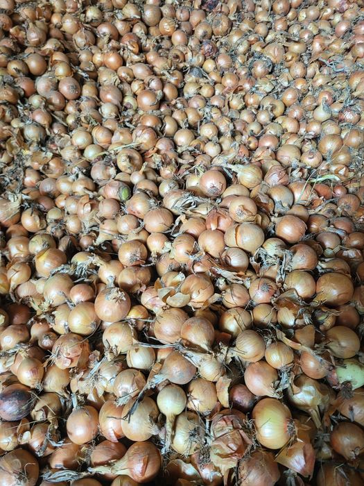 Cebula           .