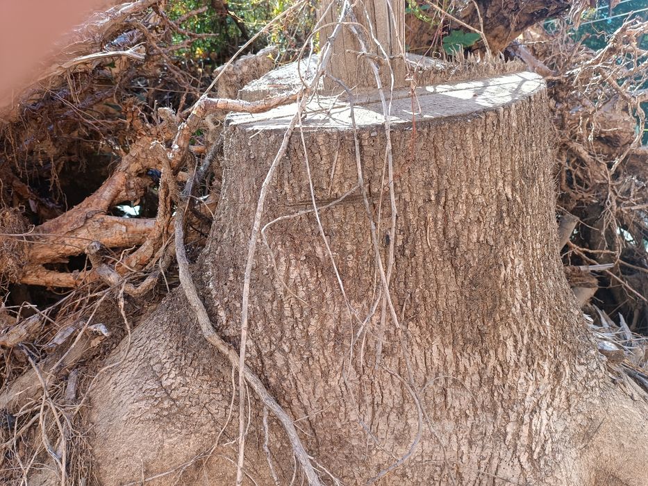 Opał drewno kominkowe pieńki oddam za darmo