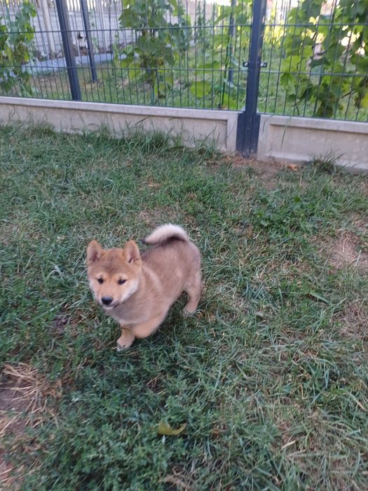 Shiba inu-Gotowy do odbioru
