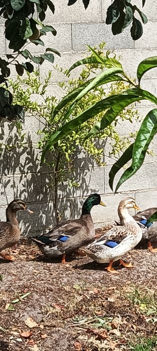 Patos Rouen (casal)