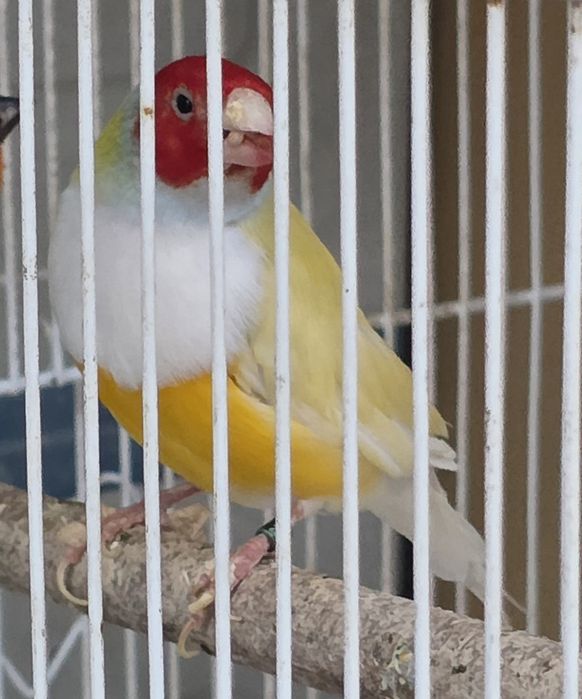 Diamantes Gould 2026