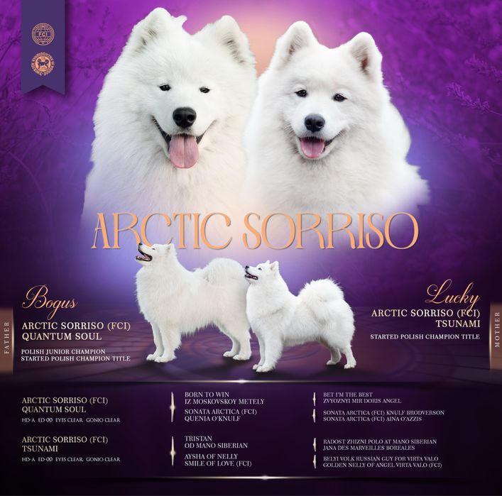 Samoyed piesek ZKwP do odbioru koniec października