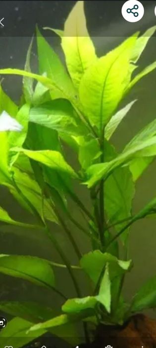 Продам аквариумное растение лимонник