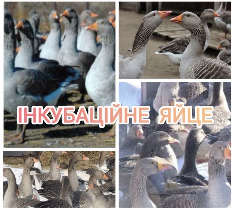 Інкубаційні яйця гусей