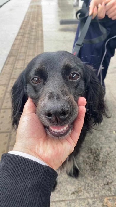 Pies w typie cocker spaniela