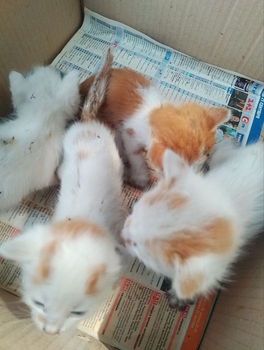 Дуже маленькі котики