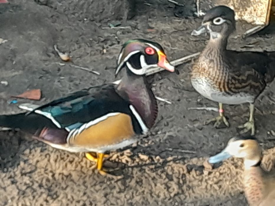 Patos exoticos, pavões, gansos
