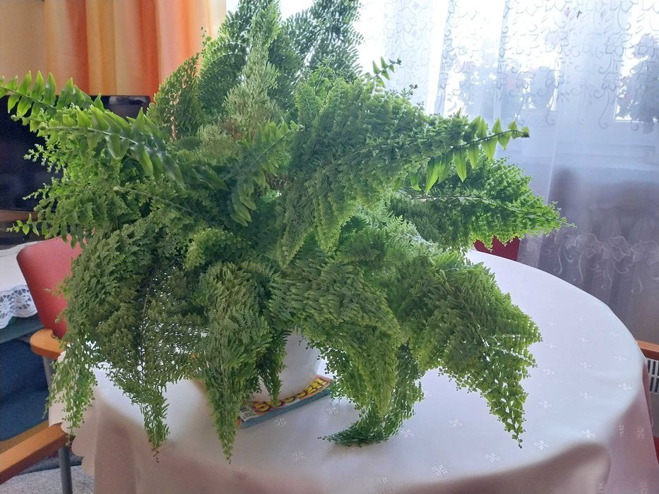 piekna, gesta mloda paproc na sprzedaz