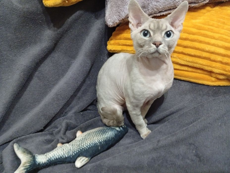 КИЕВ! Вязка Девон Рекс! Devon Rex. Кот для вязки.