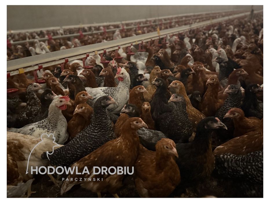 Młode Kury Nioski - Z DOSTAWĄ. Szczepione! HODOWLA DROBIU Parczyński