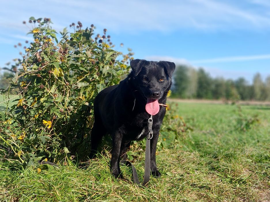 Labrador 4 lata – oddany, przyjazny, szuka domu