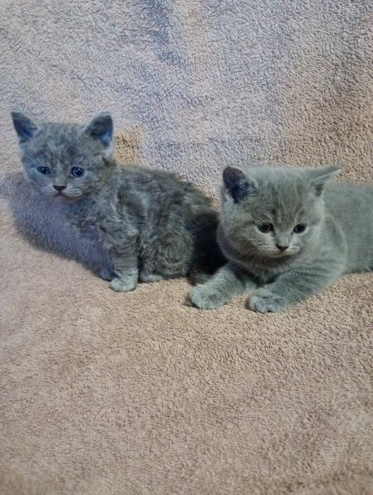 котики британчики