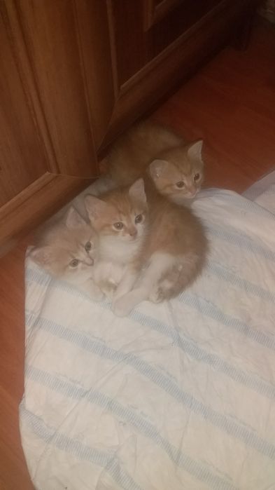 Віддам кошенят в добрі руки