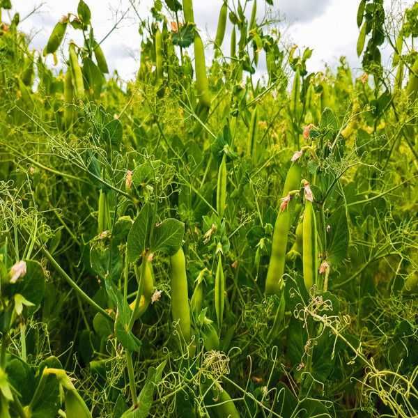 groch ekologiczny z certfikatem