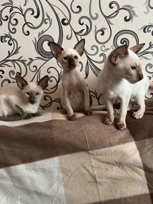 Орієнтальні кошенята.