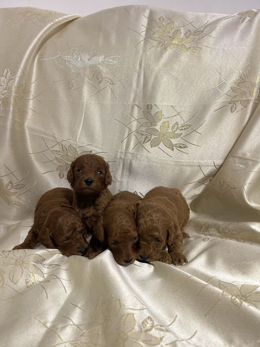 Пуделі 3 тижні ( 2 хлопчики,2 дівчинки)