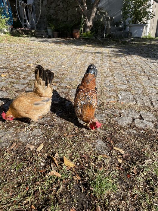 Galo e frango garnizes