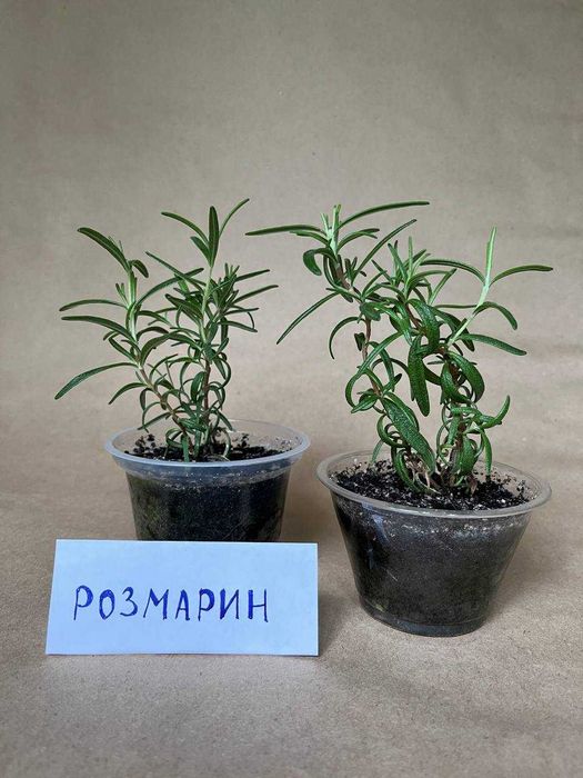 Кімнатні рослини. Розмарин