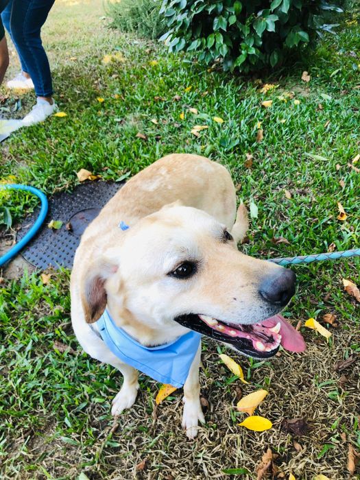 Loirinho - Cão jovem de porte medio/ grande
