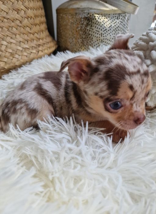 Chihuahua   malutki chlopczyk  *czekoladowy* merle