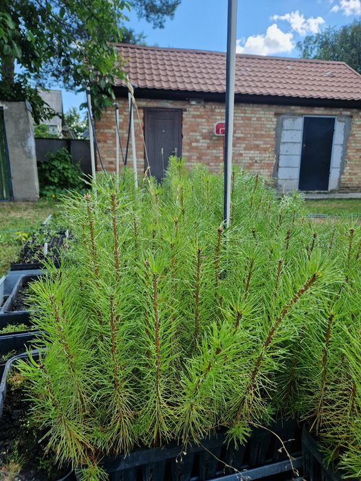 Сосна звичайна, двух річна