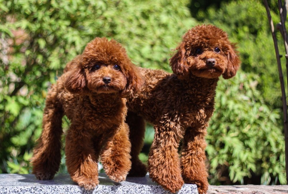 Той пудель toy poodle червоний red