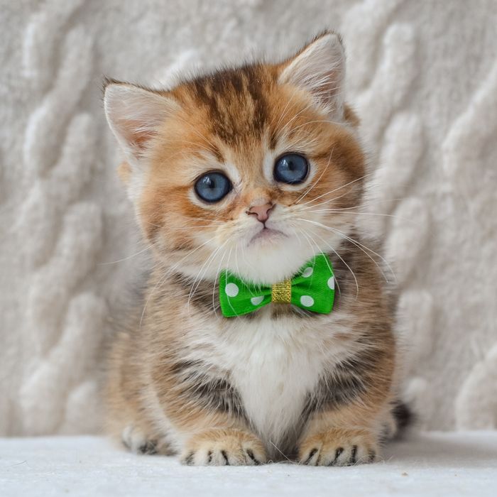 Котик манчкін Седрік