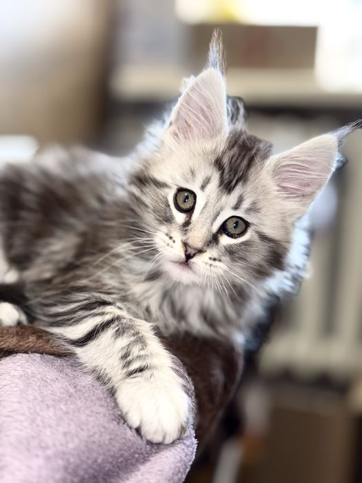 Кошенятка Мейн куни