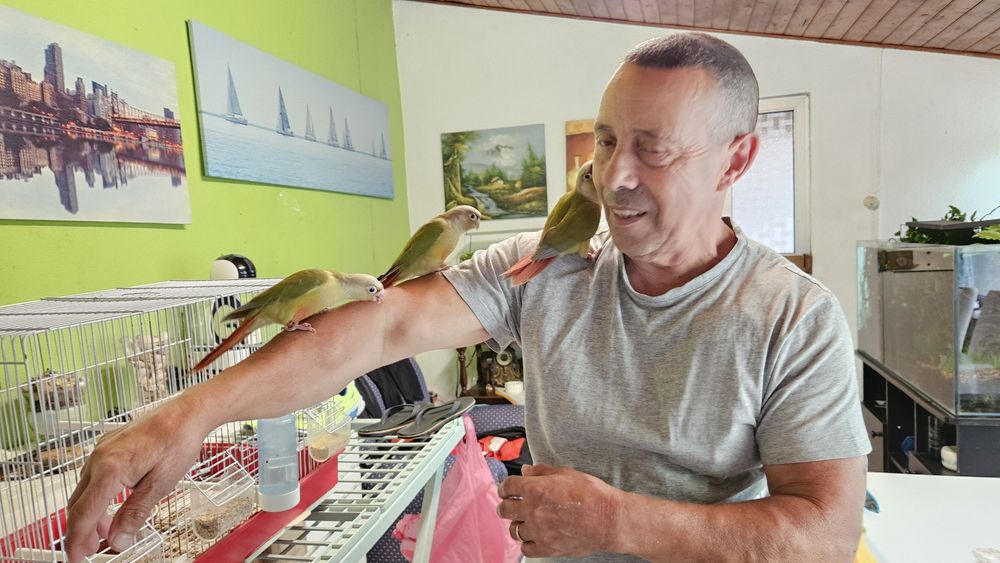 Pyrrhuras mollinae para acabar de criar a mão