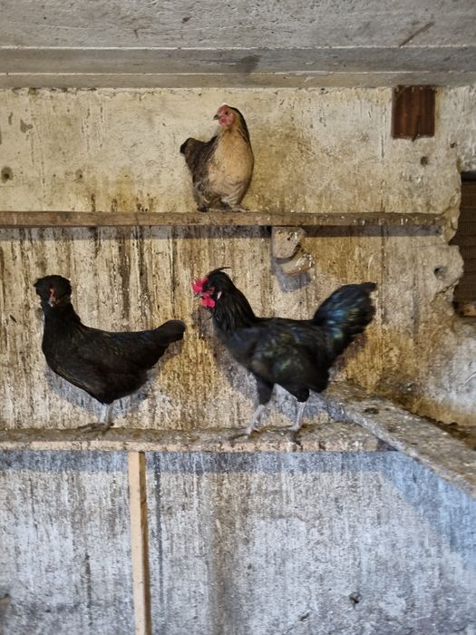 Koguty młode 25 rok