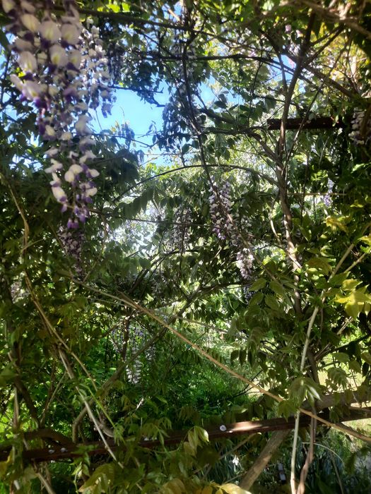 Продам Гліцинію світло фіолетову