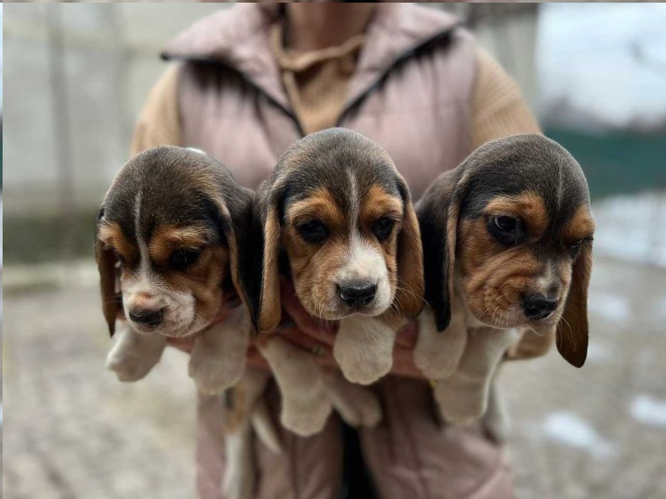 Продаж біглів, вік два місяці, щепленi