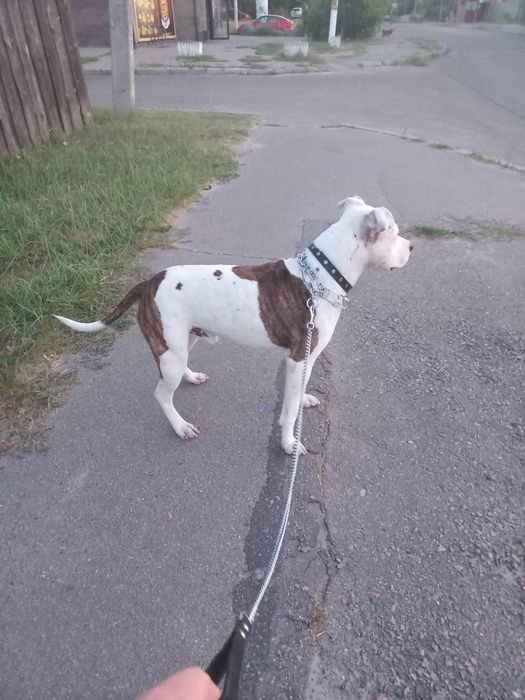 Вязка собак  предлагаем песика