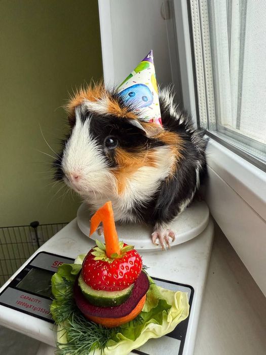 молодые морские свинки