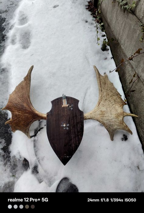 Piękny wieniec łosia