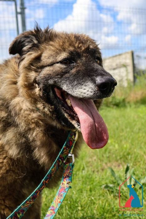 Isla 220/22 - SZUKA DOMU!