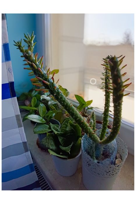 Kaktusy sukulenty różne zapraszam