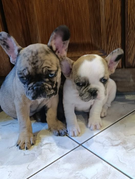 Buldog francuski suczki